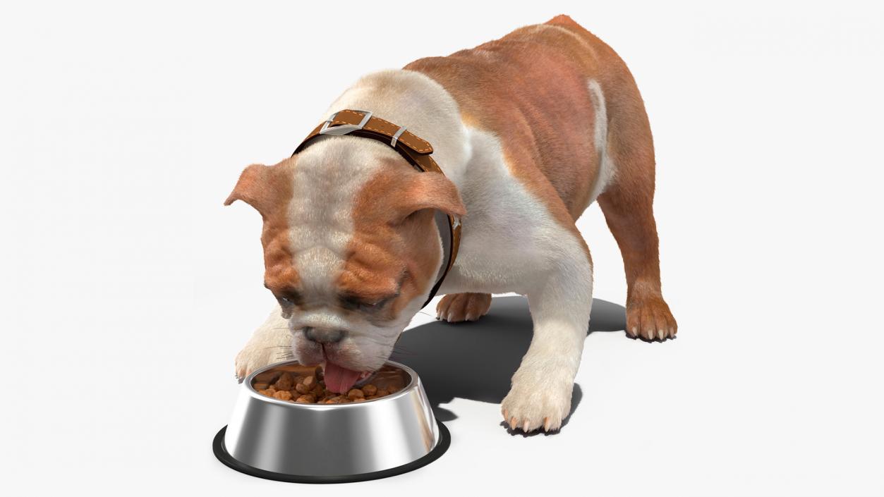 Bulldog Eats Out of the Bowl Fur 3D