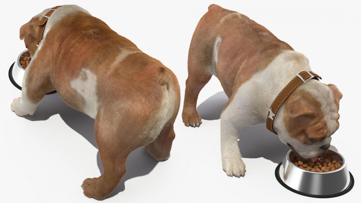 Bulldog Eats Out of the Bowl Fur 3D