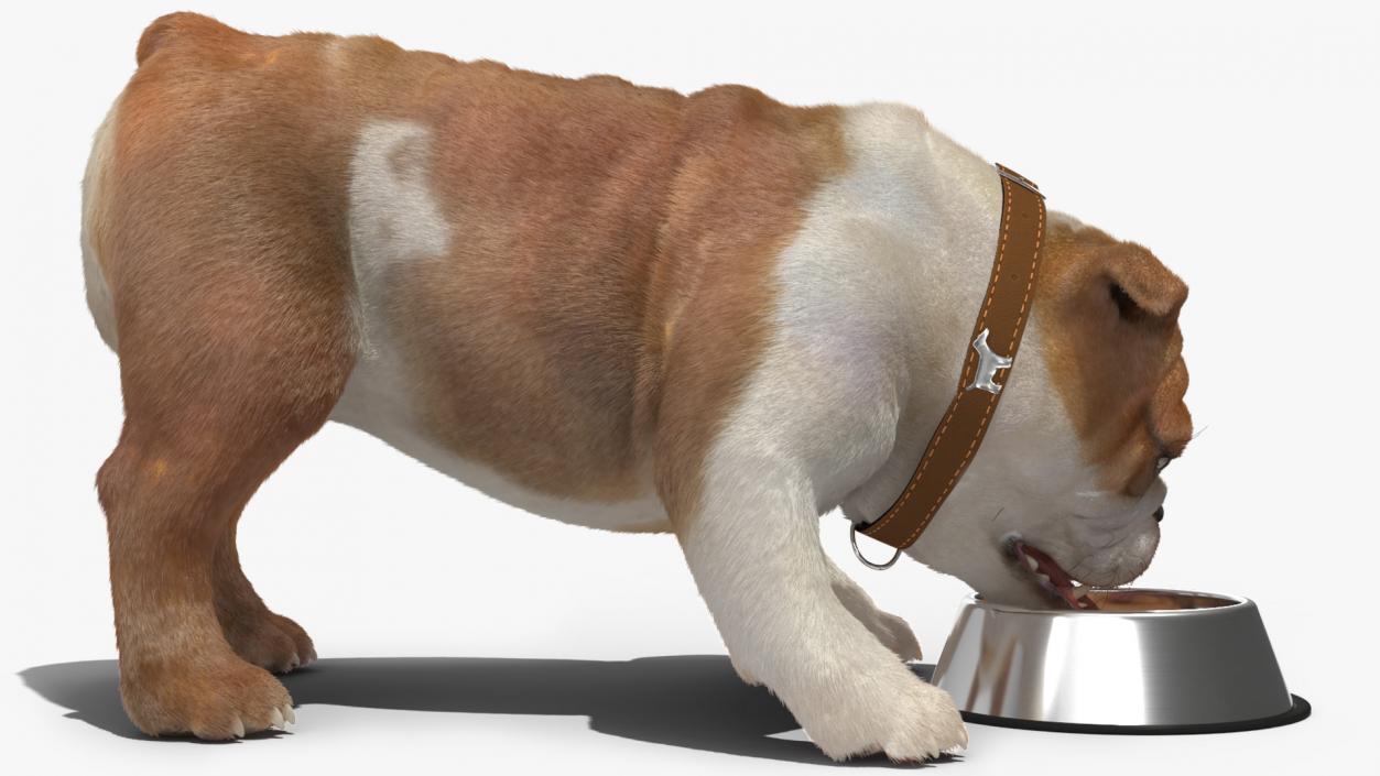 Bulldog Eats Out of the Bowl Fur 3D