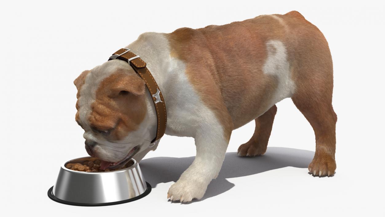 Bulldog Eats Out of the Bowl Fur 3D