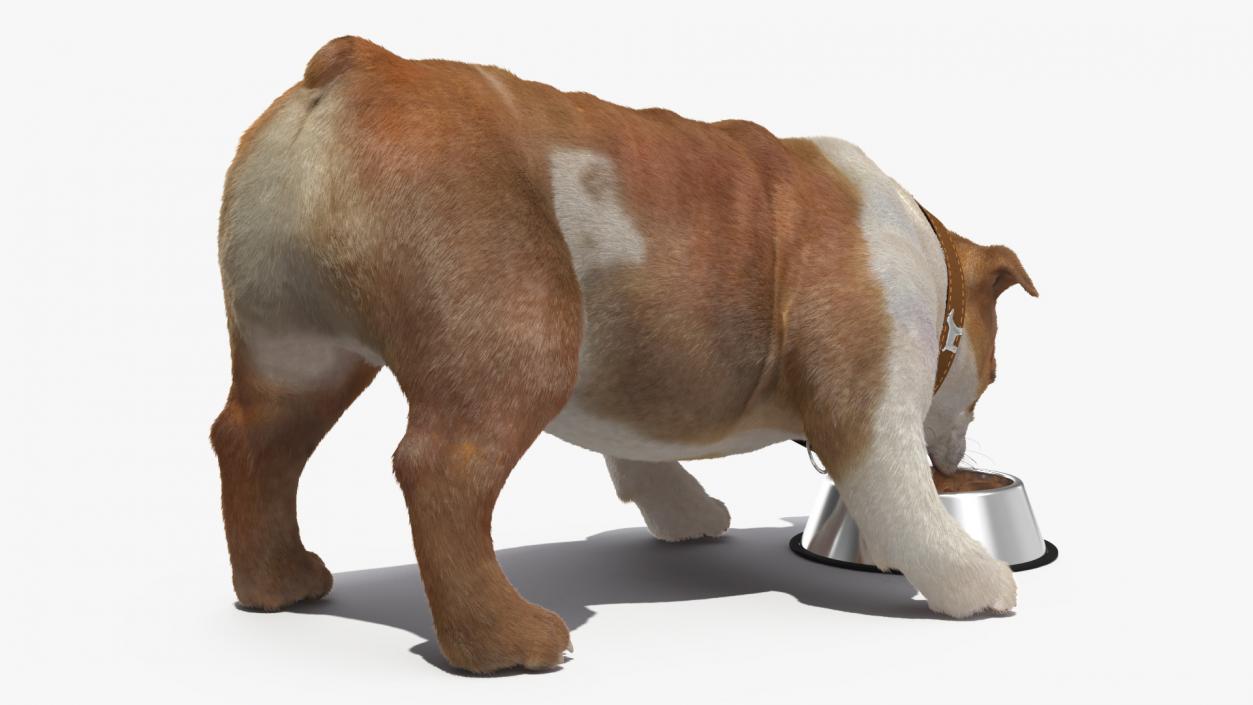 Bulldog Eats Out of the Bowl Fur 3D