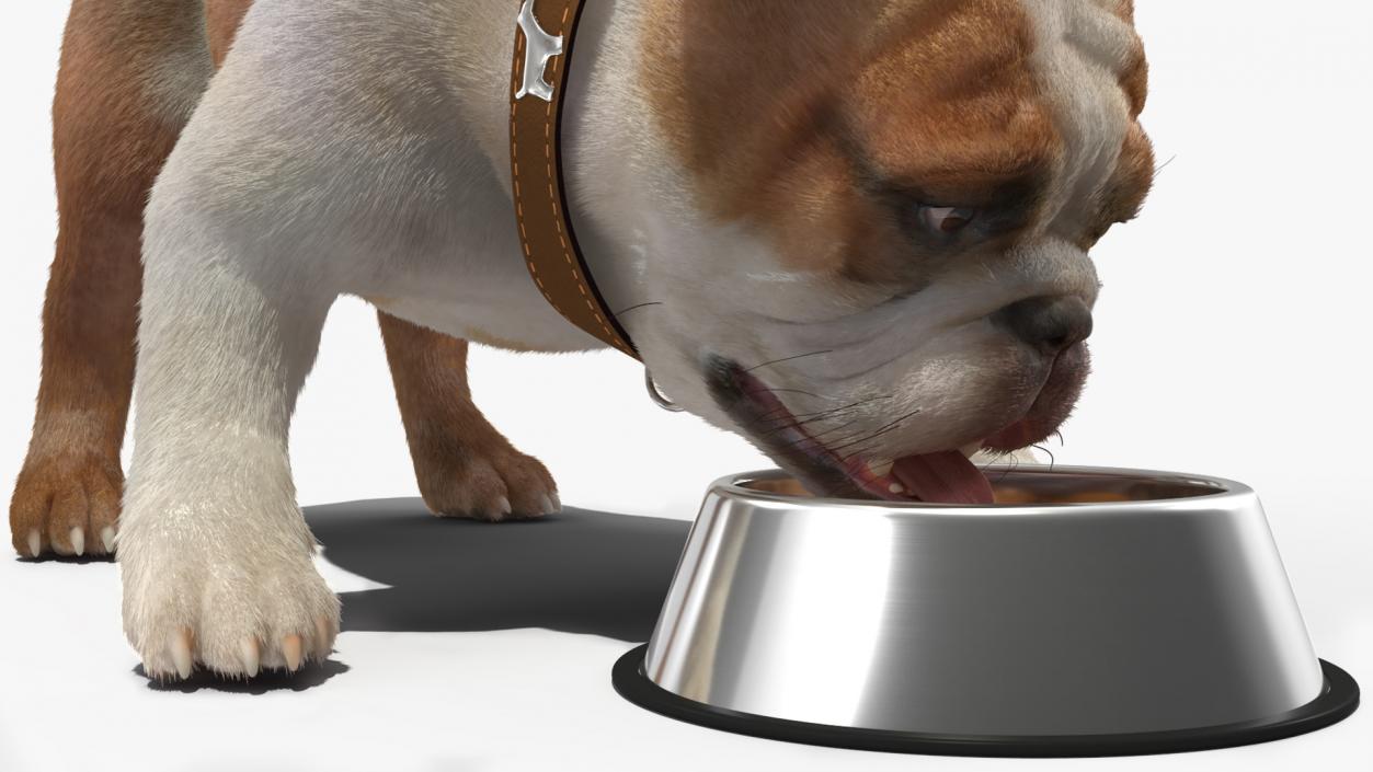 Bulldog Eats Out of the Bowl Fur 3D