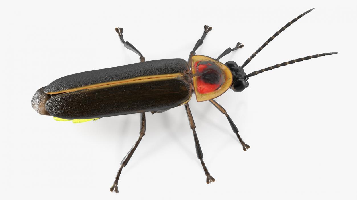 3D Big Dipper Firefly Glowing Rigged model