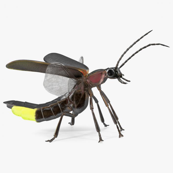 3D Big Dipper Firefly Glowing Rigged model