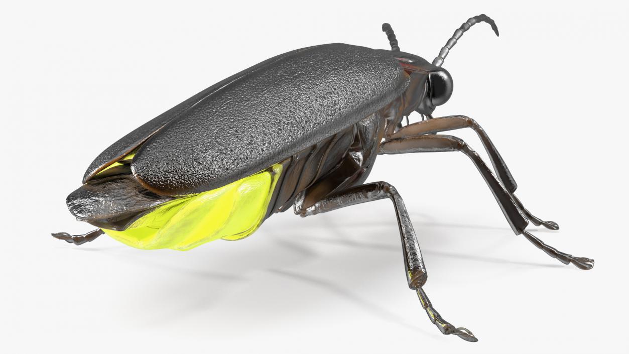 3D Big Dipper Firefly Glowing Rigged model