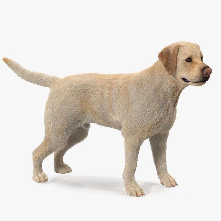 3D Labrador Dog White Standing Fur