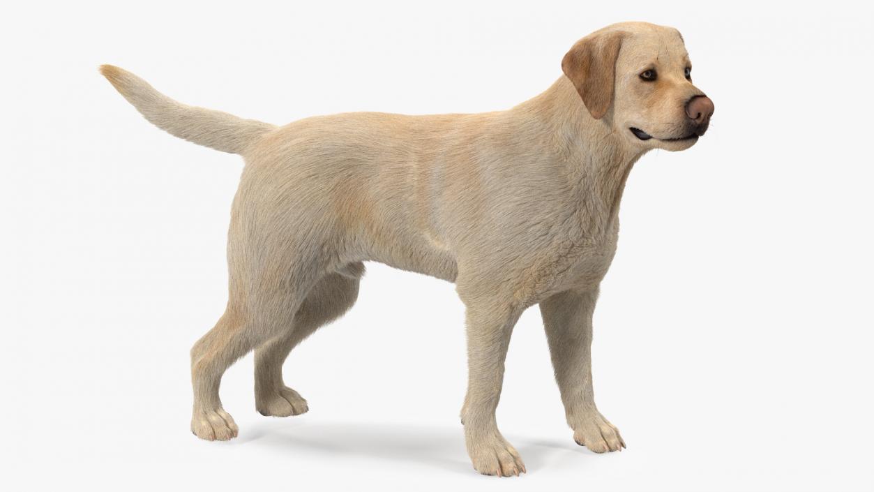 3D Labrador Dog White Standing Fur