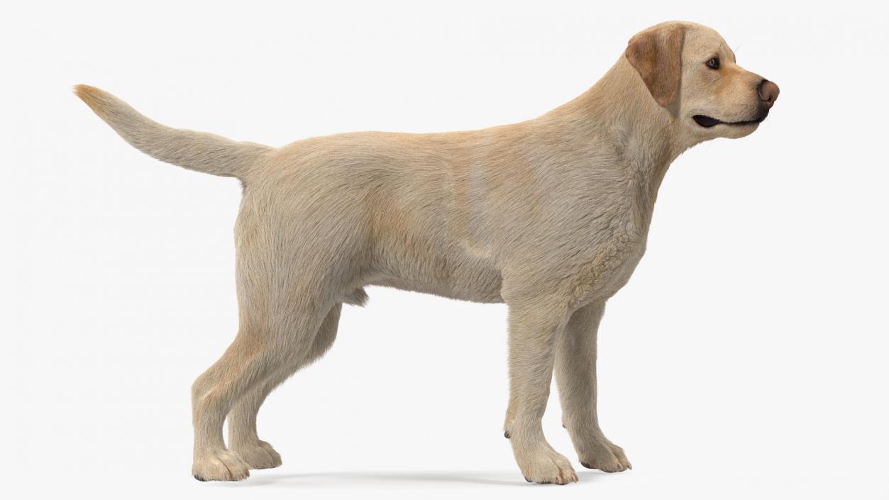 3D Labrador Dog White Standing Fur