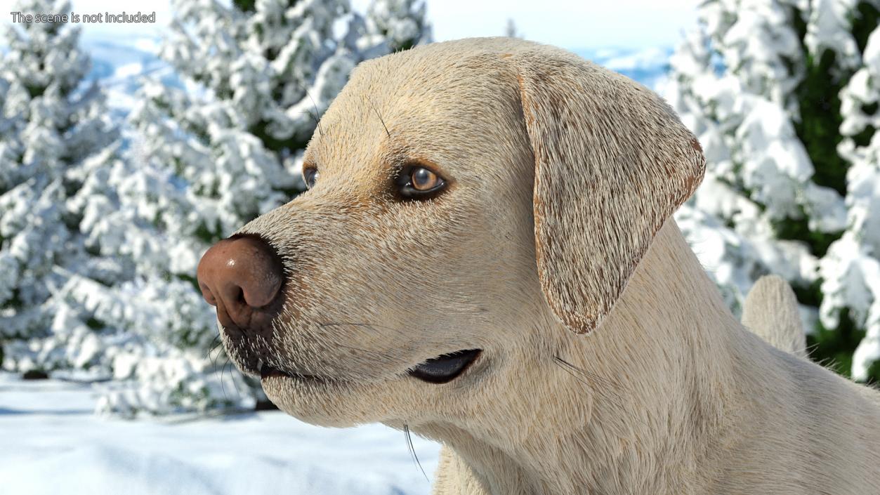 3D Labrador Dog White Standing Fur