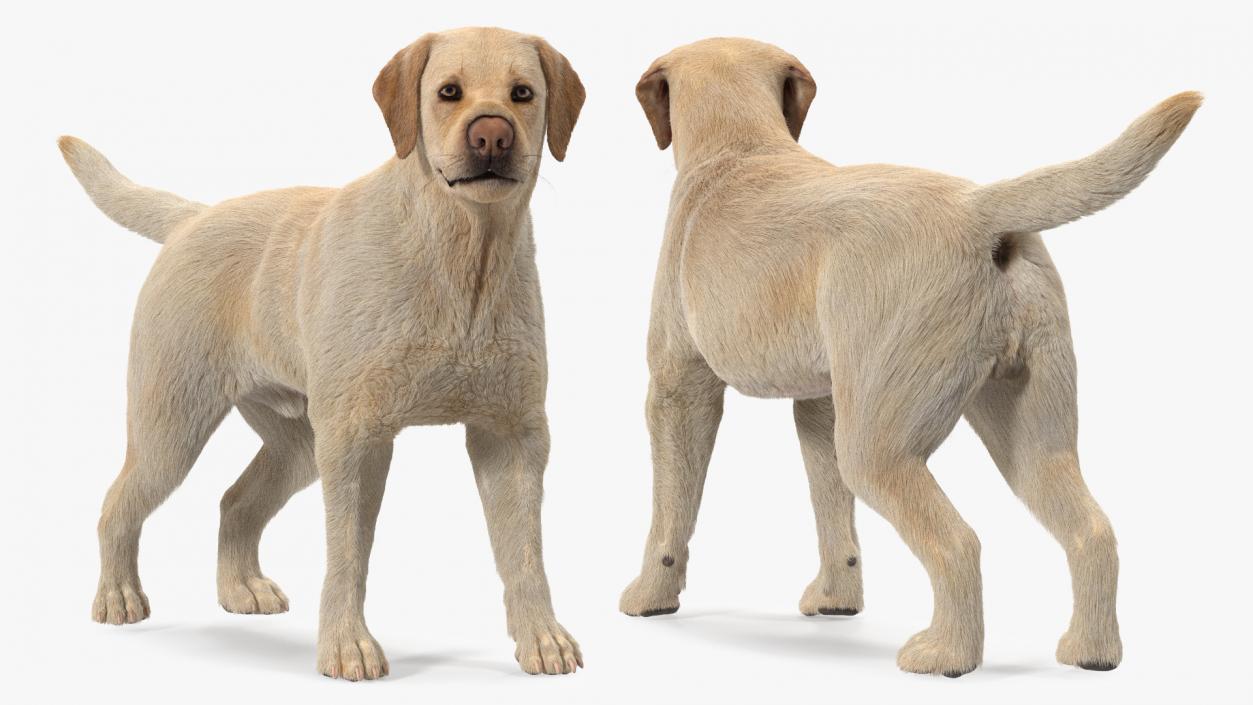 3D Labrador Dog White Standing Fur