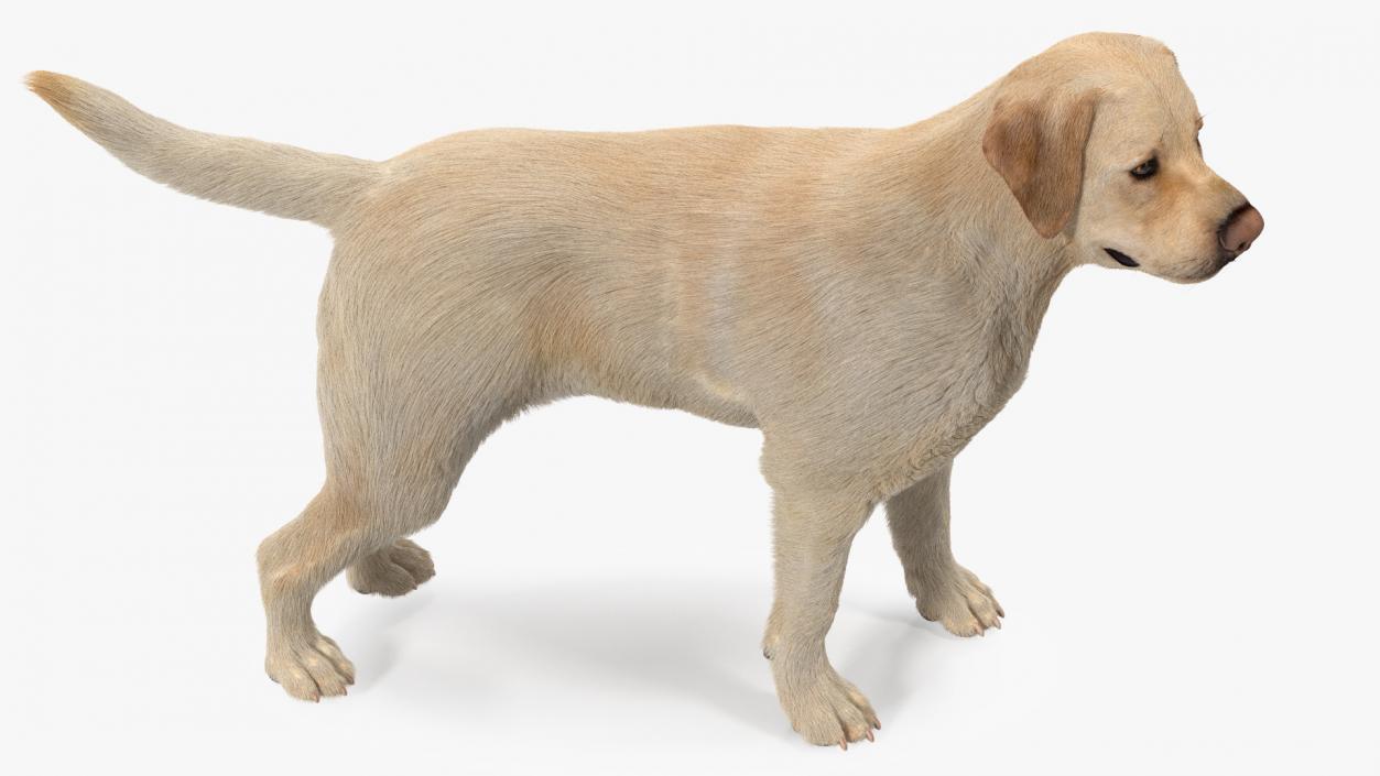 3D Labrador Dog White Standing Fur