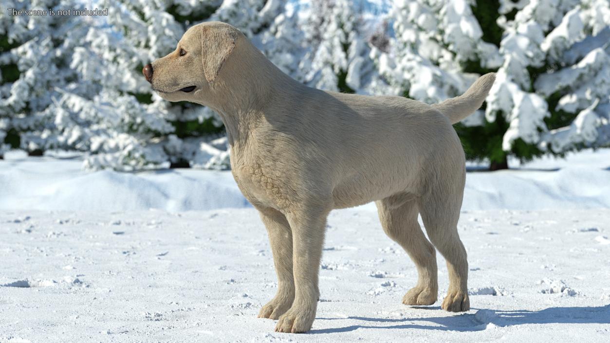 3D Labrador Dog White Standing Fur