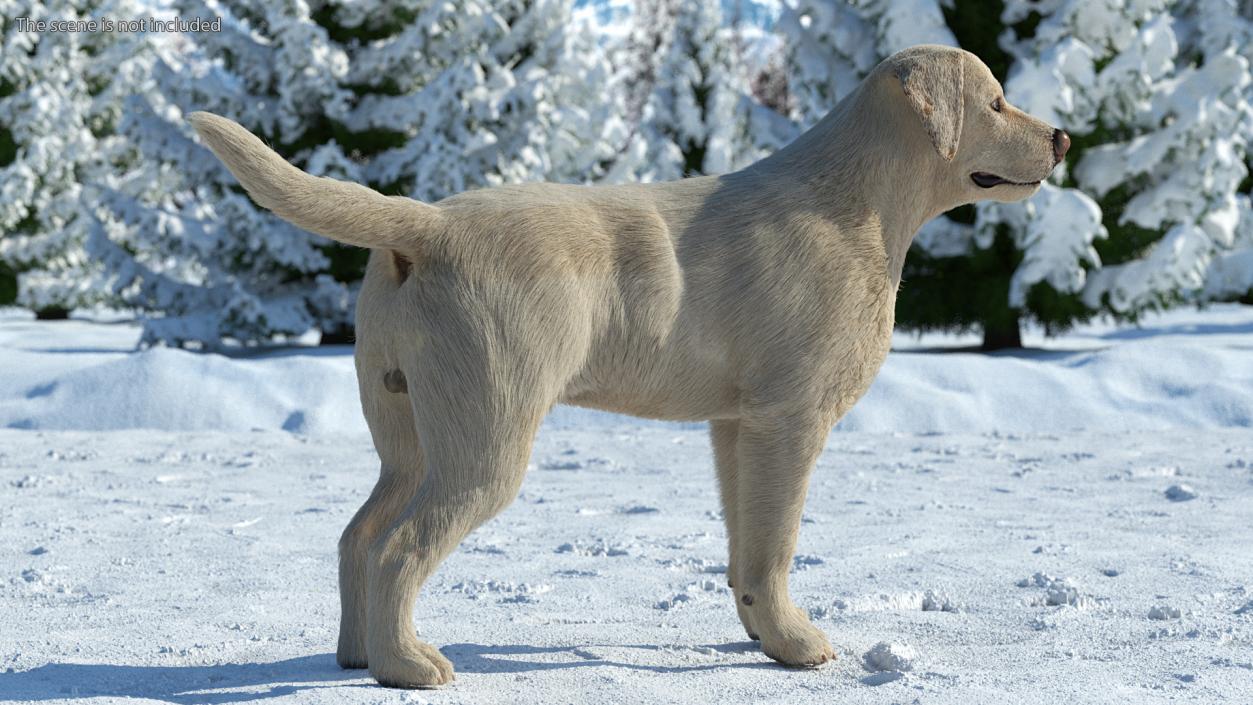 3D Labrador Dog White Standing Fur