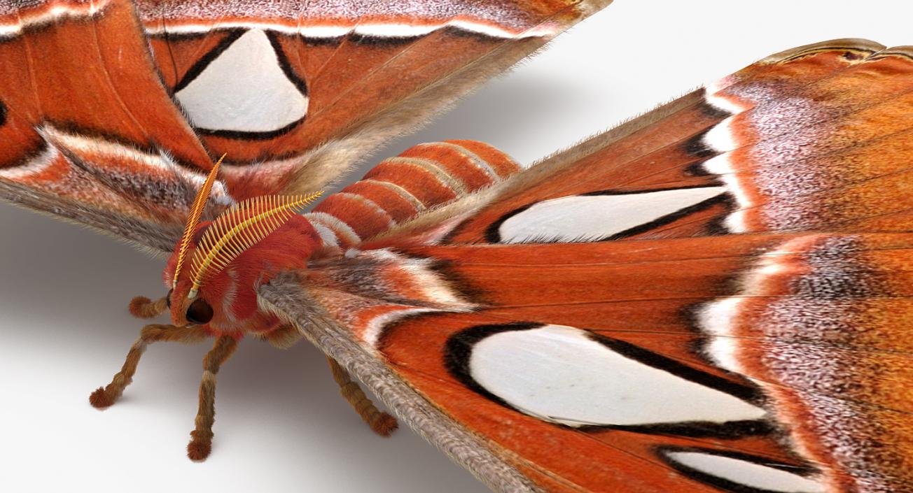 3D Attacus Atlas Large Saturniid Moth with Fur model