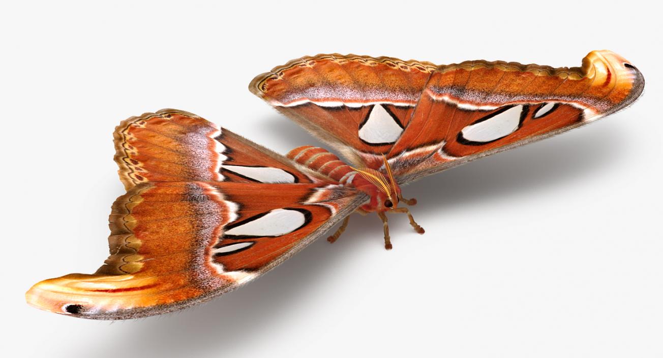 3D Attacus Atlas Large Saturniid Moth with Fur model