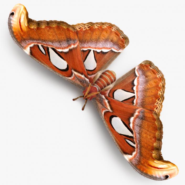 3D Attacus Atlas Large Saturniid Moth with Fur model