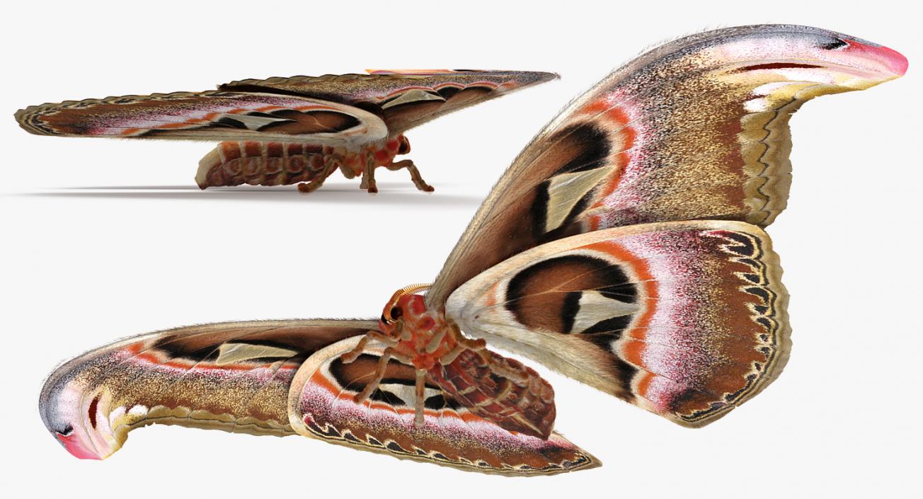 3D Attacus Atlas Large Saturniid Moth with Fur model