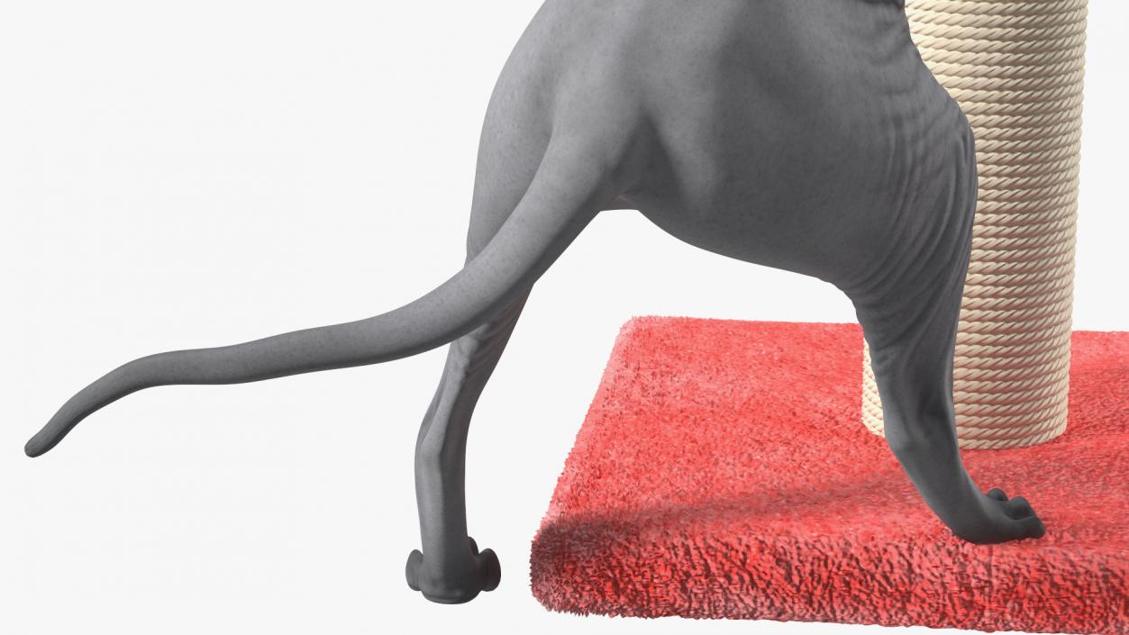 3D model Cat Playing With A Red Scratching Post Rigged