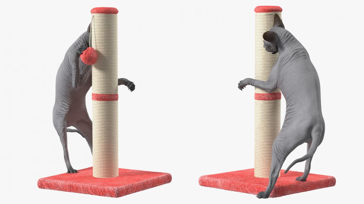 3D model Cat Playing With A Red Scratching Post Rigged