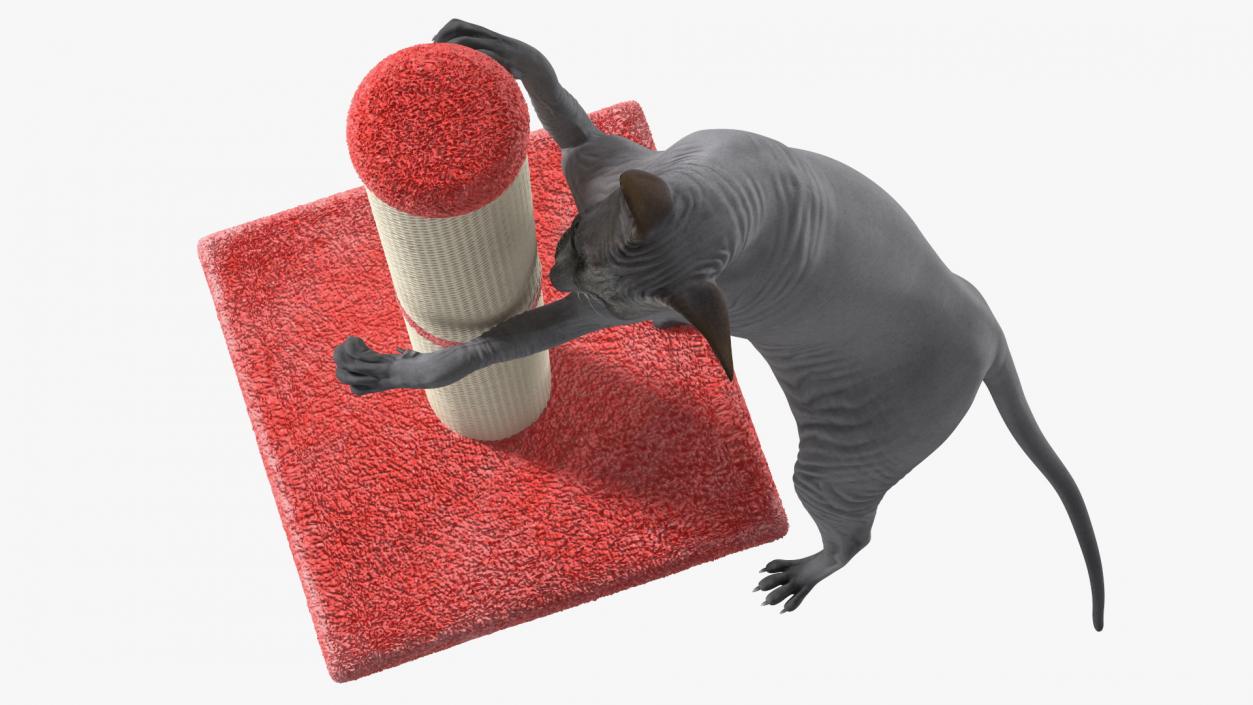 3D model Cat Playing With A Red Scratching Post Rigged