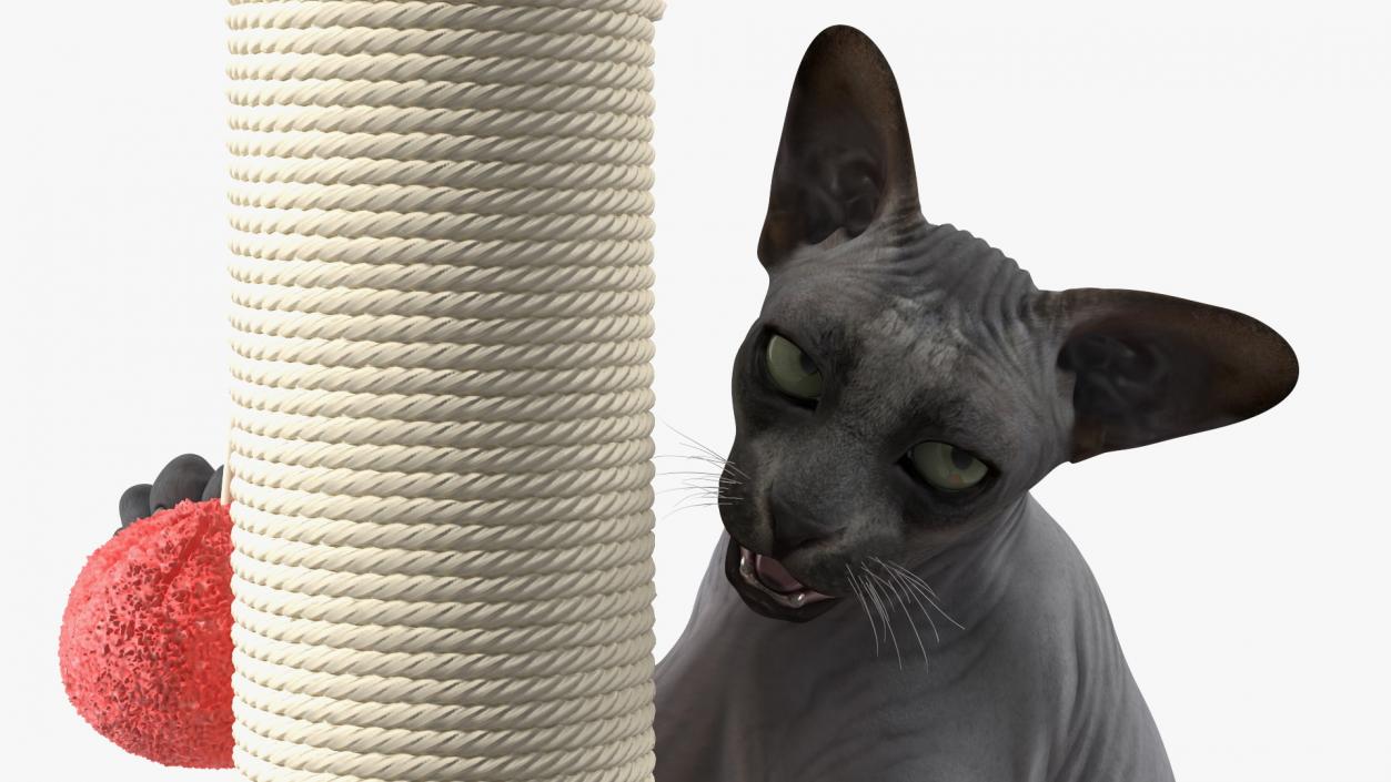 3D model Cat Playing With A Red Scratching Post Rigged