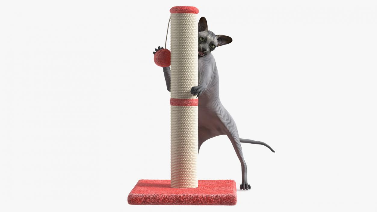 3D model Cat Playing With A Red Scratching Post Rigged