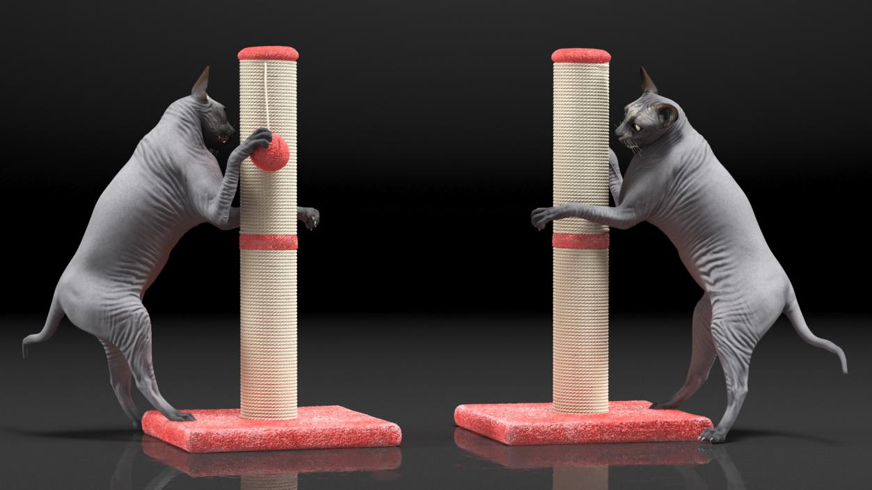 3D model Cat Playing With A Red Scratching Post Rigged