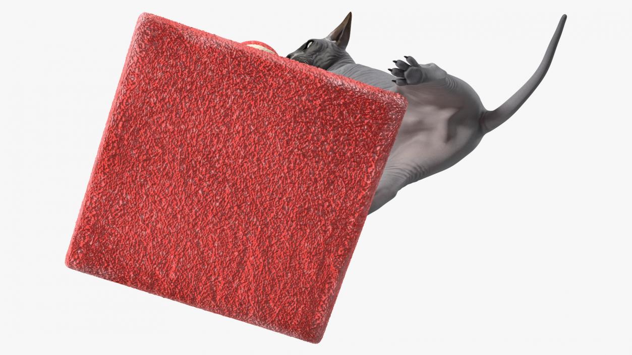 3D model Cat Playing With A Red Scratching Post Rigged