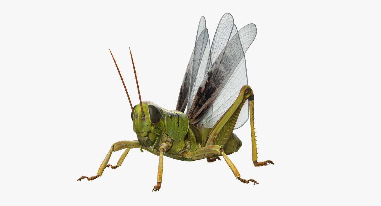 Common Field Grasshopper 3D model