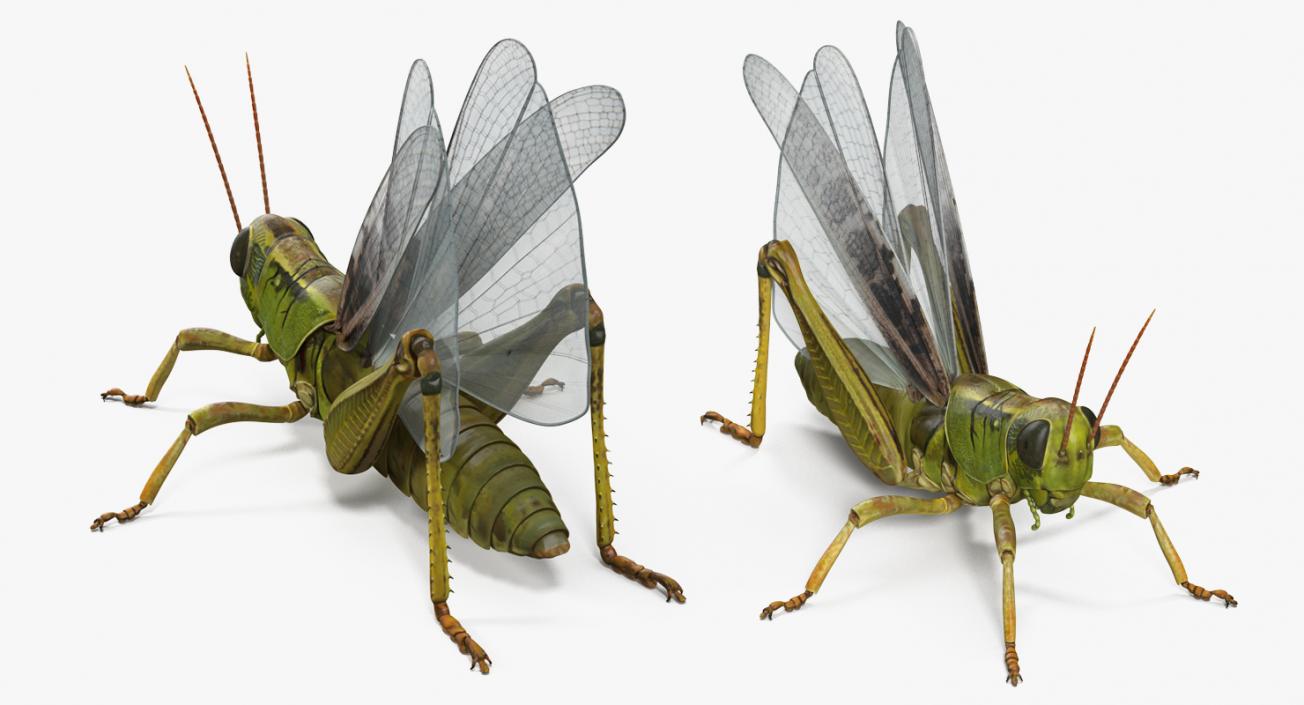 Common Field Grasshopper 3D model