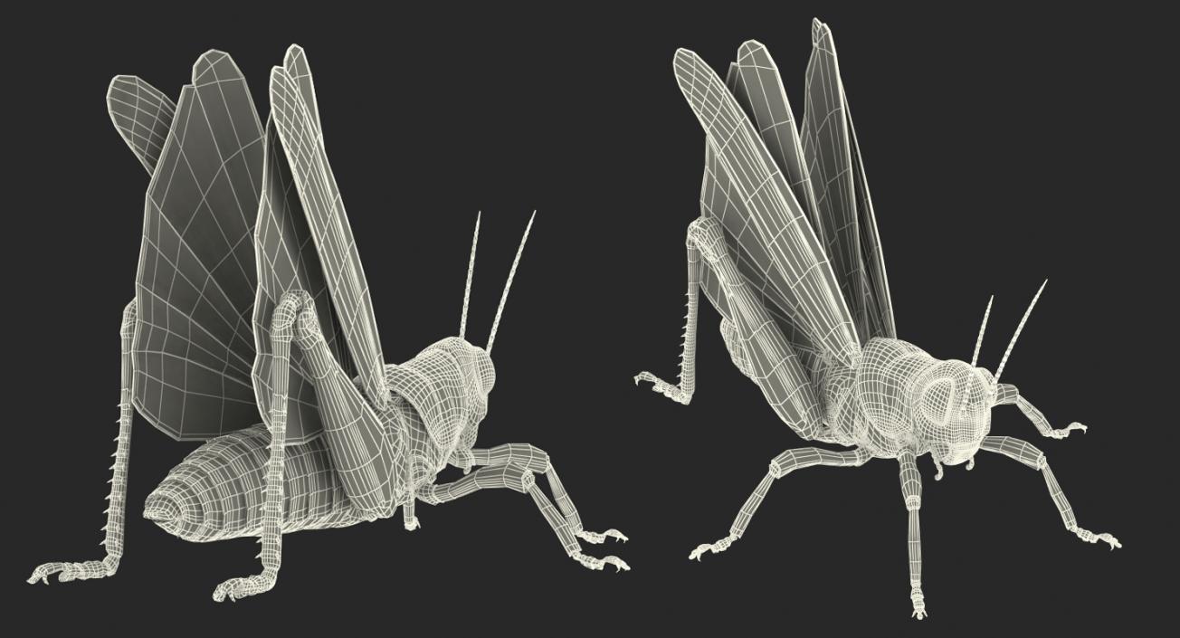 Common Field Grasshopper 3D model