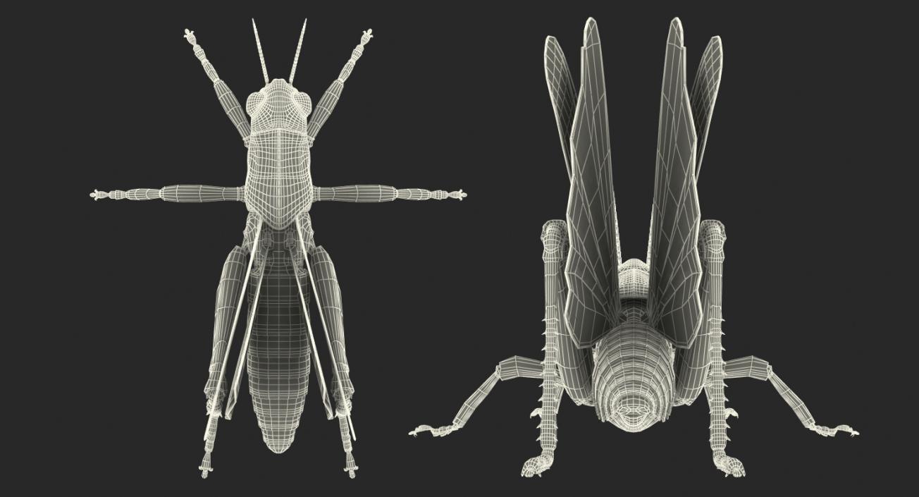 Common Field Grasshopper 3D model