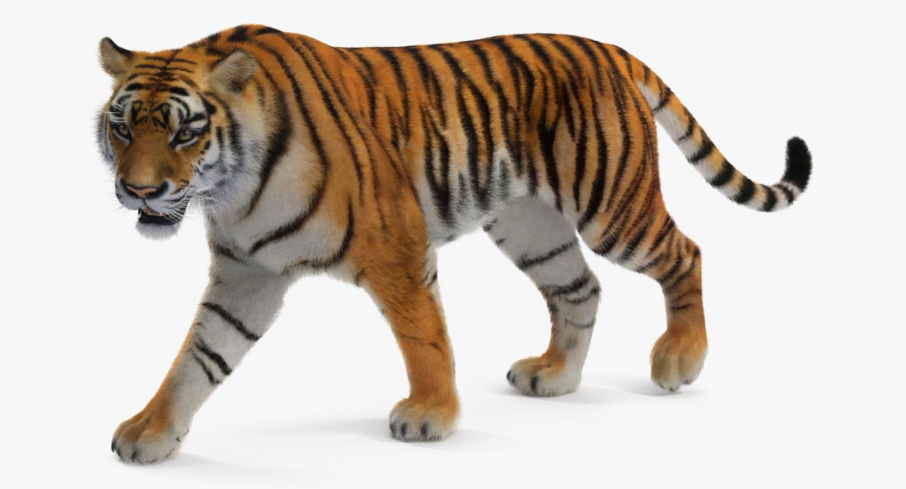 3D Tiger Rigged with Fur