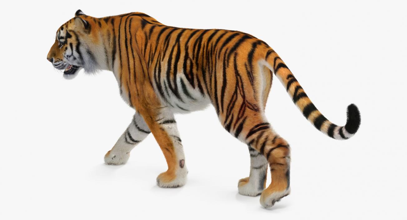 3D Tiger Rigged with Fur