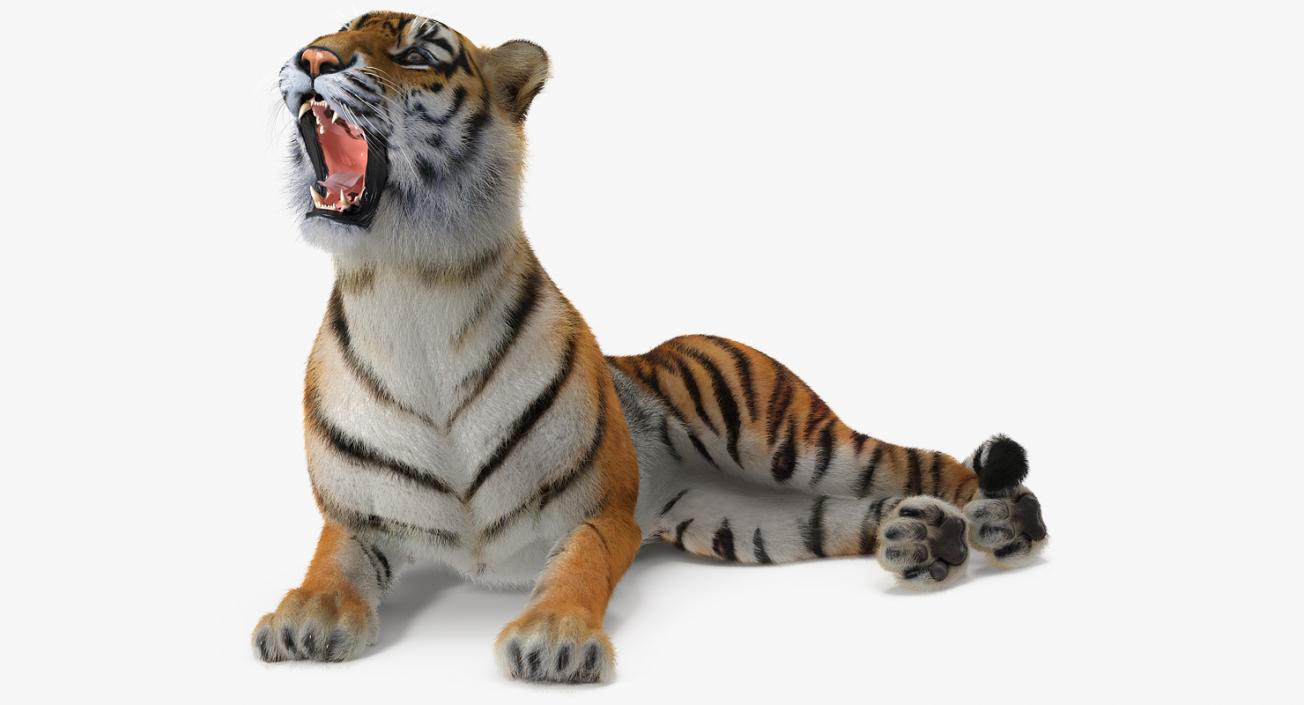 3D Tiger Rigged with Fur