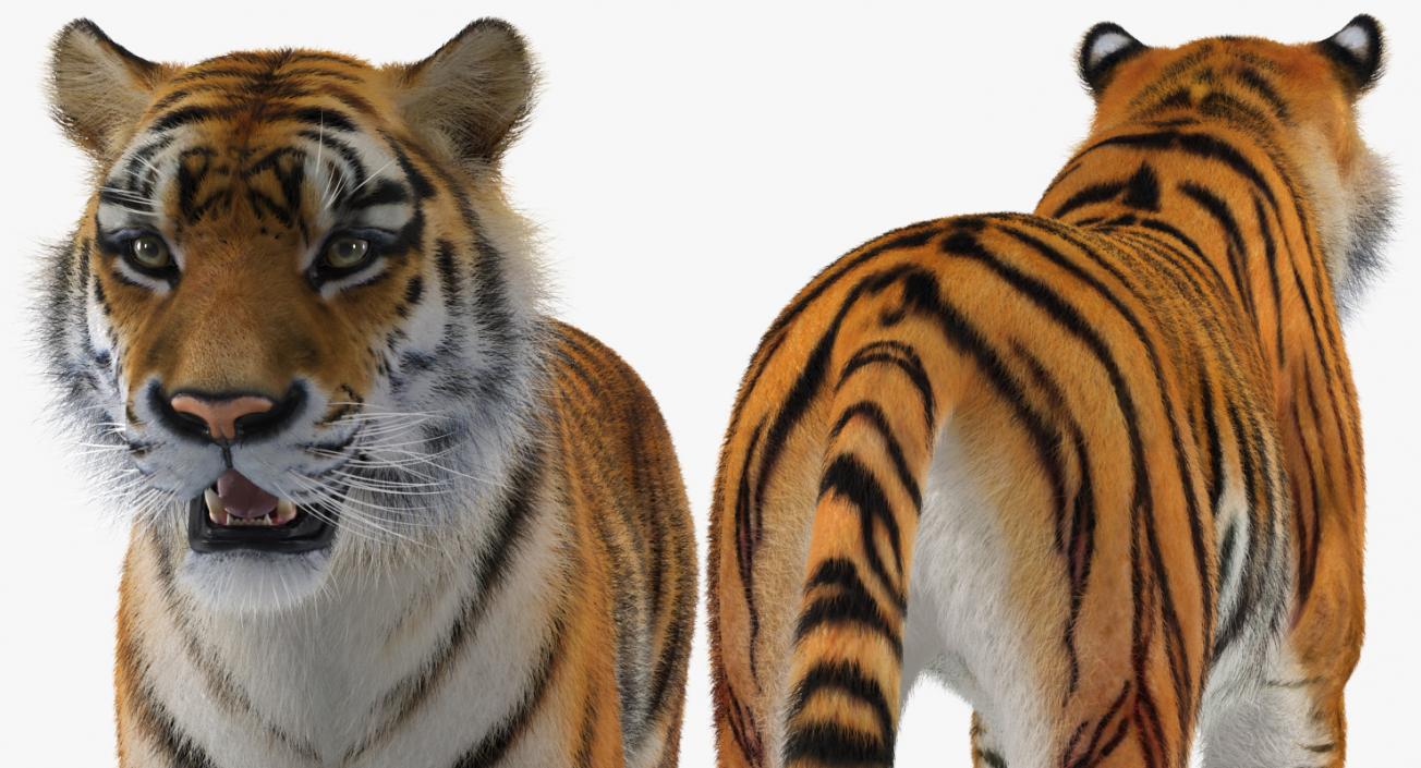 3D Tiger Rigged with Fur