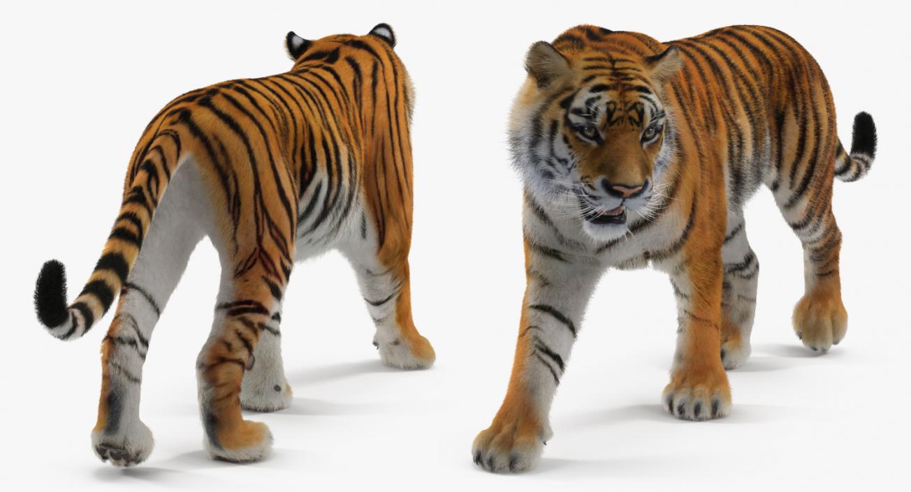 3D Tiger Rigged with Fur