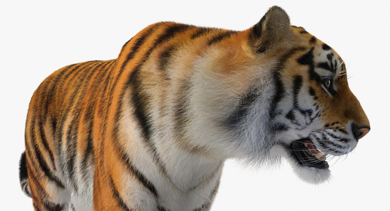 3D Tiger Rigged with Fur