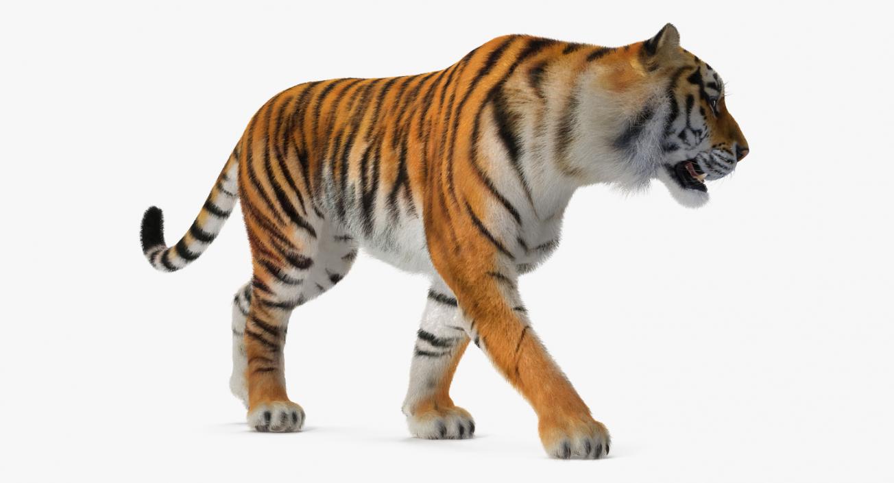 3D Tiger Rigged with Fur