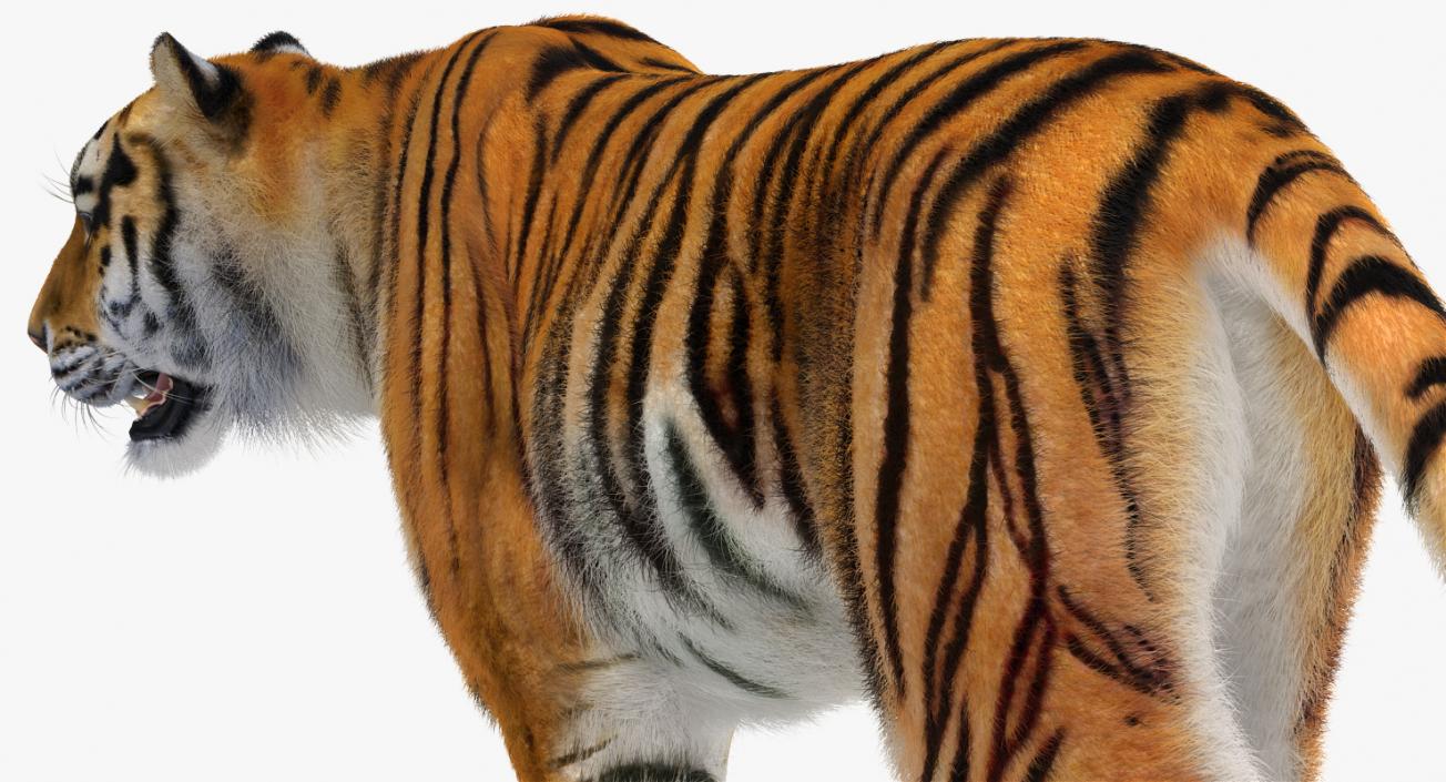 3D Tiger Rigged with Fur