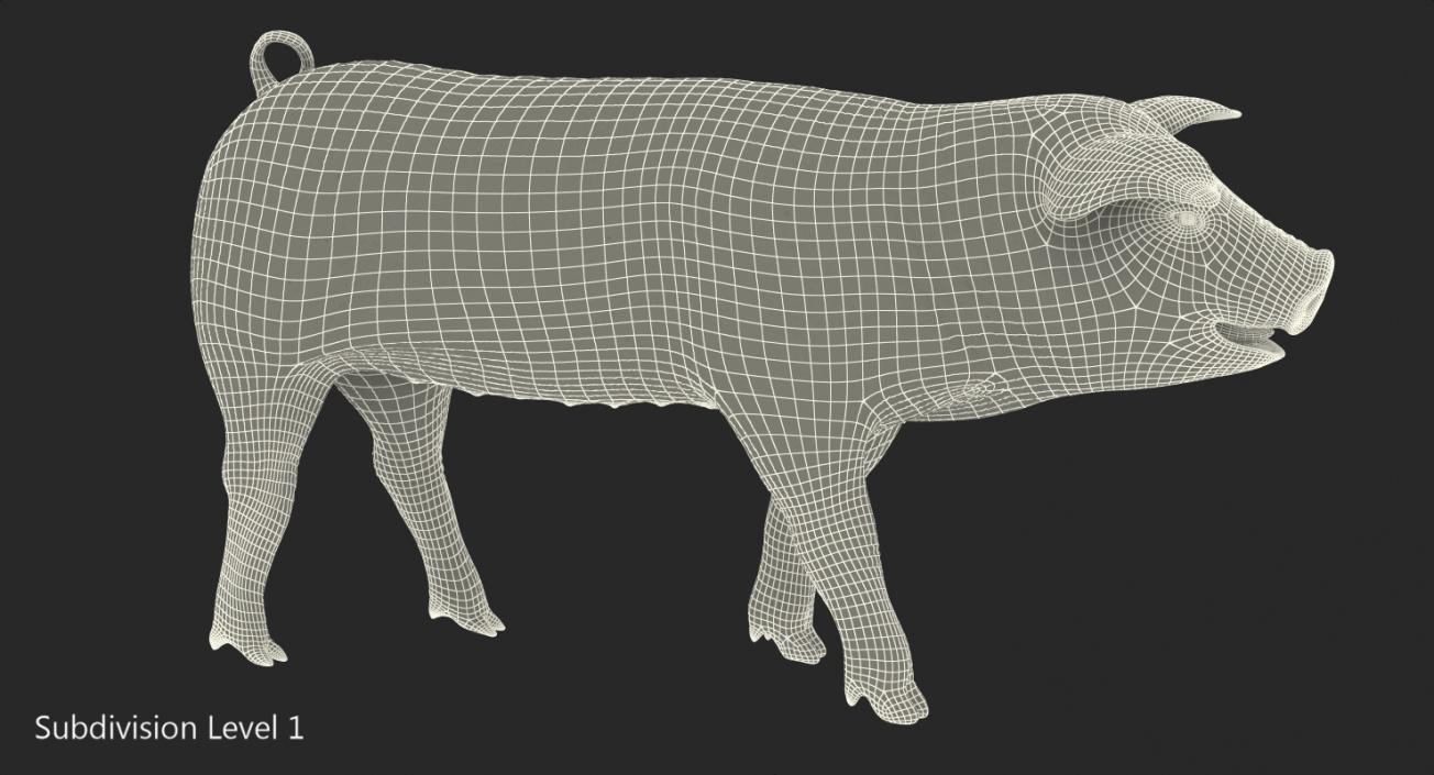 Pig Piglet Pietrain Walking Pose 3D