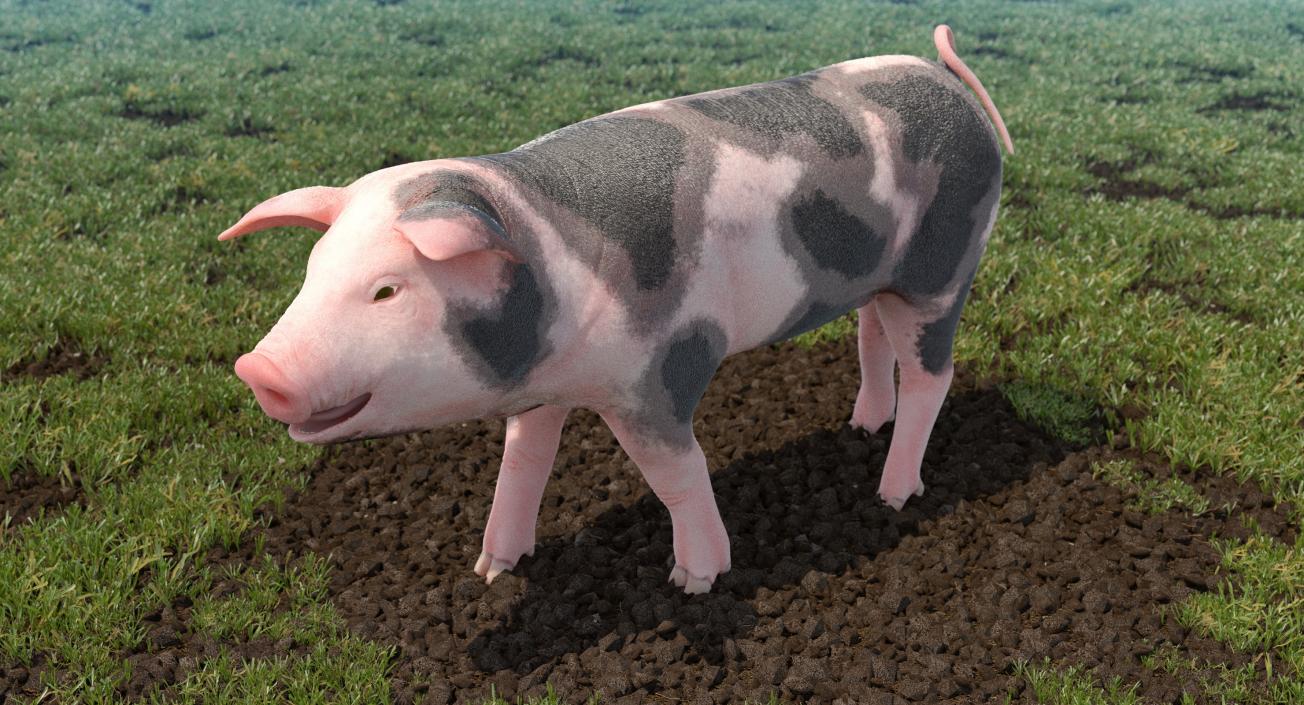 Pig Piglet Pietrain Walking Pose 3D