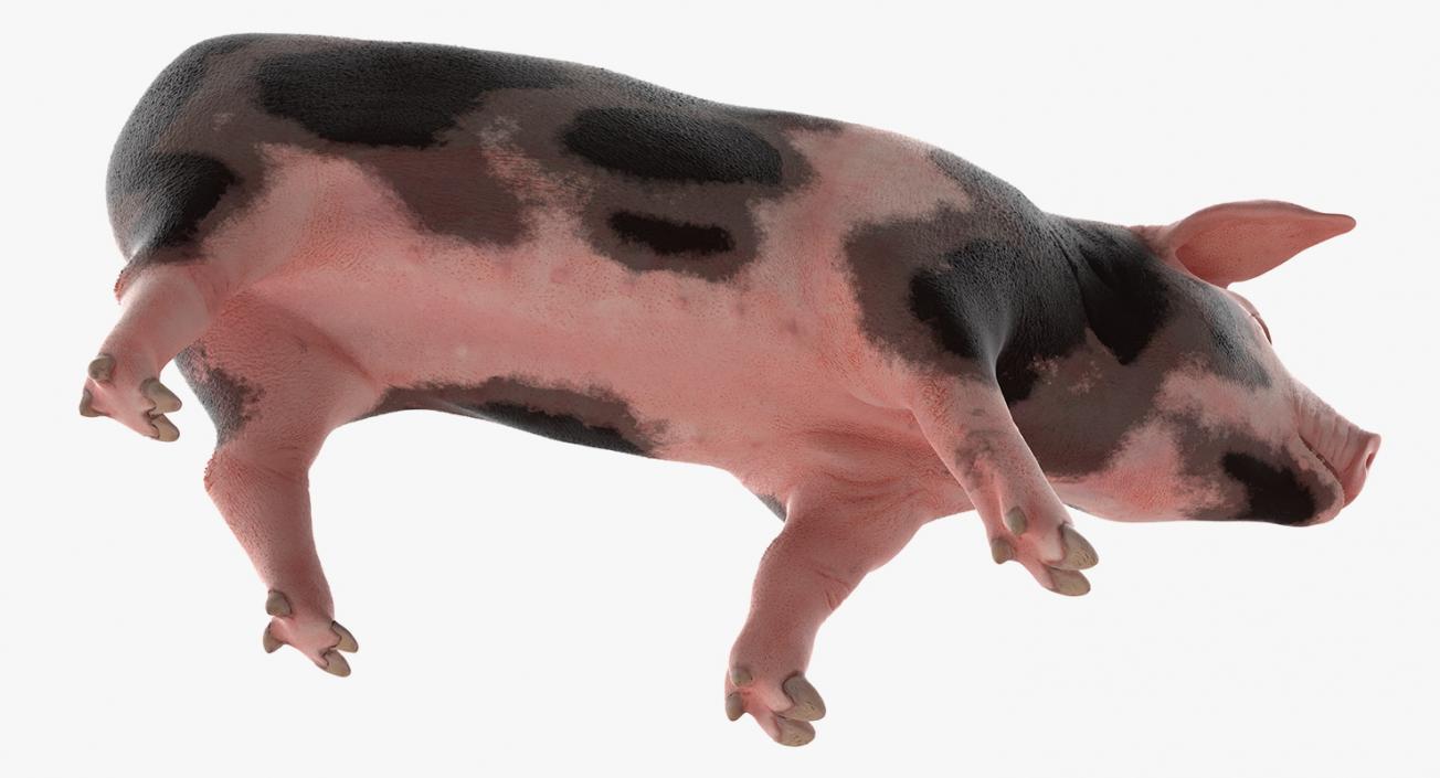 Pig Piglet Pietrain Walking Pose 3D