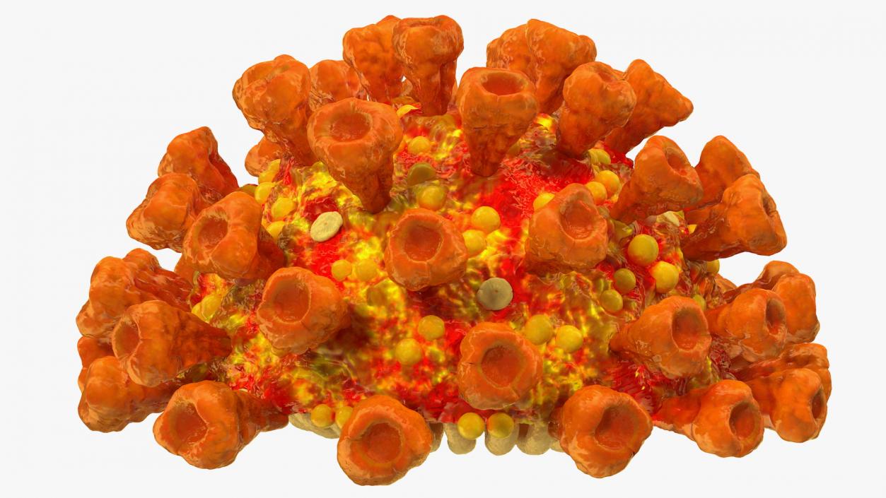 Coronavirus SARS-CoV Cross Section 3D model