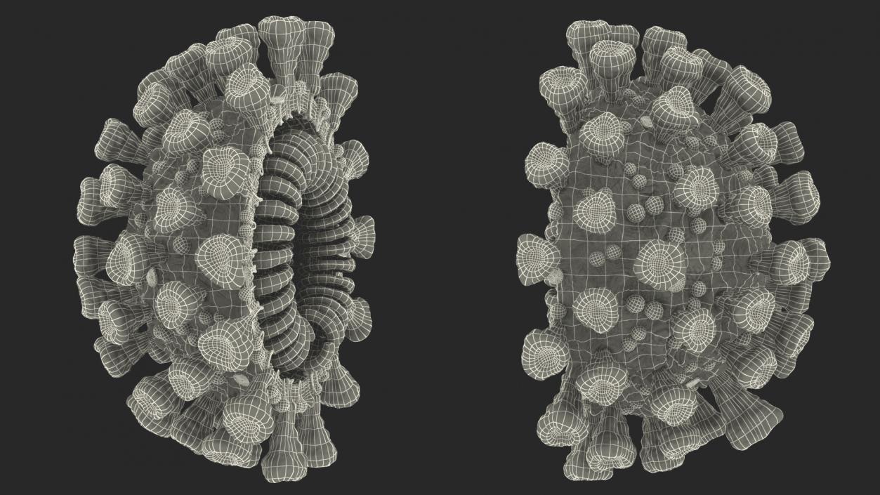 Coronavirus SARS-CoV Cross Section 3D model