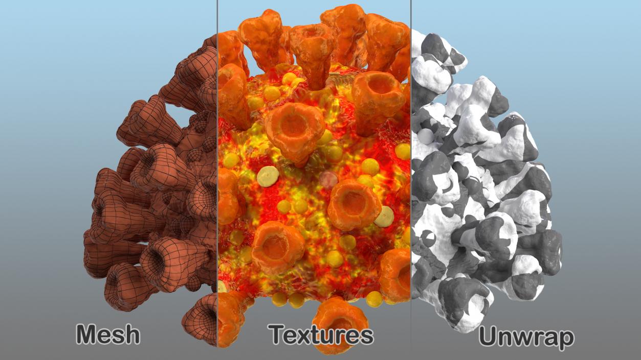 Coronavirus SARS-CoV Cross Section 3D model