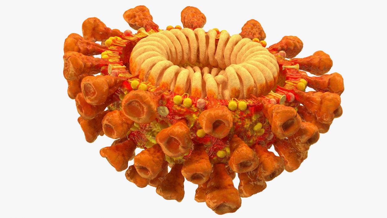 Coronavirus SARS-CoV Cross Section 3D model