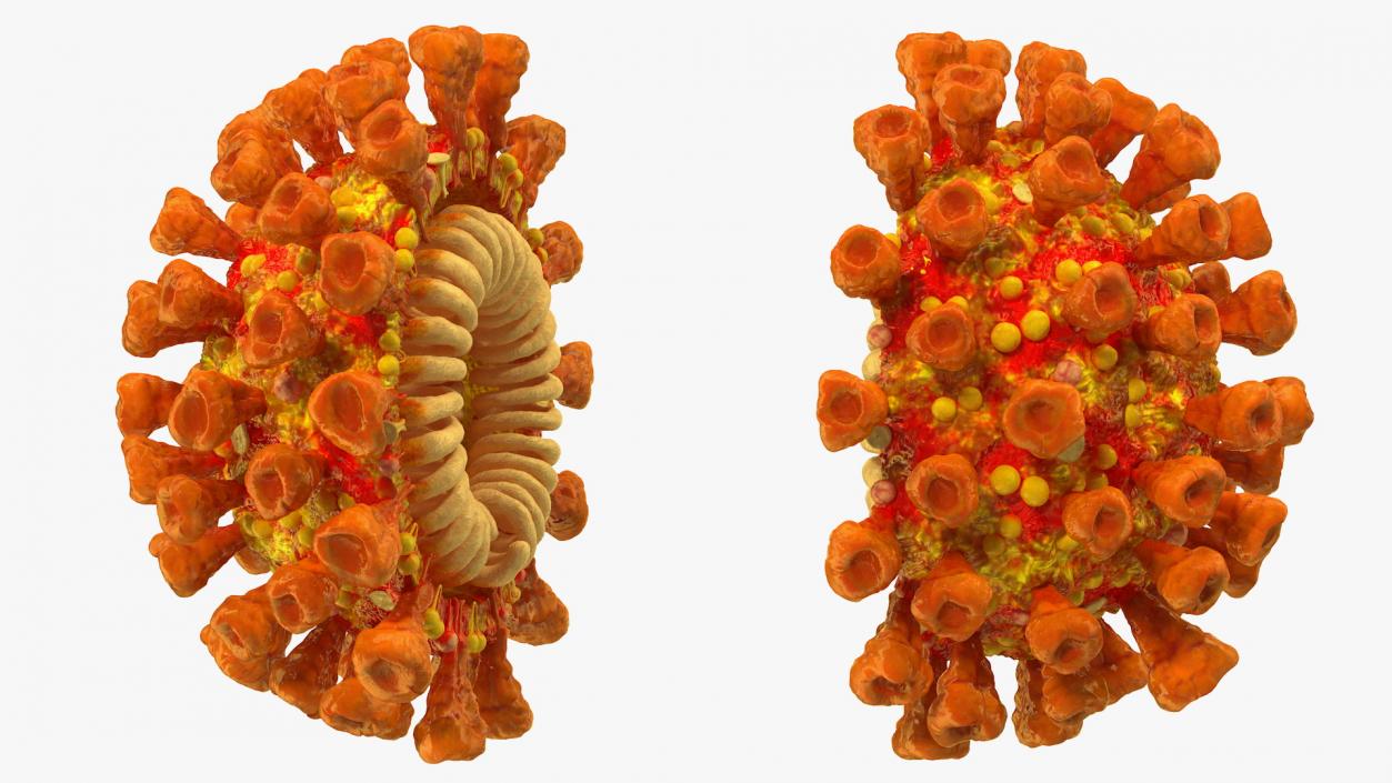 Coronavirus SARS-CoV Cross Section 3D model