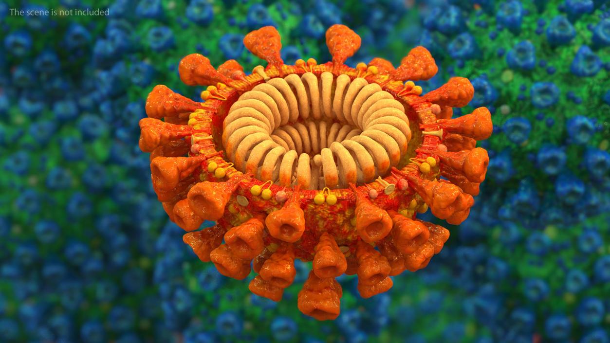 Coronavirus SARS-CoV Cross Section 3D model