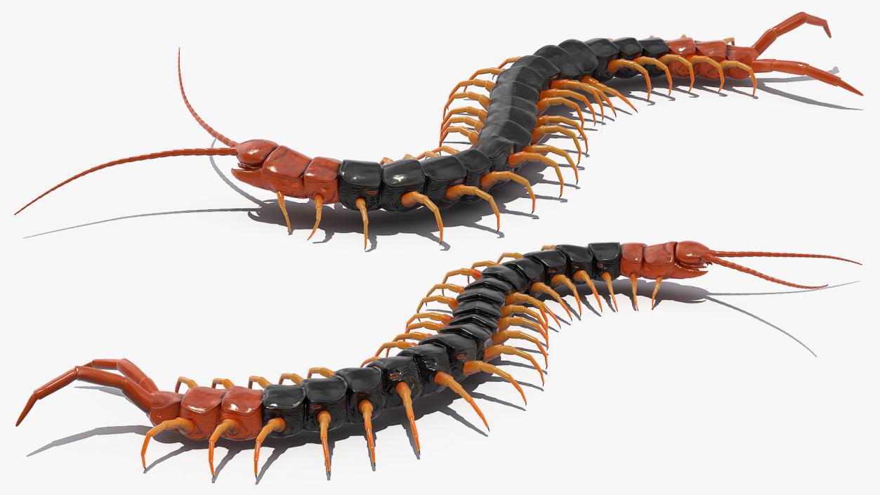 Giant Desert Centipede Scolopendra Heros Crawling 3D model